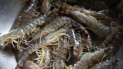 基围虾最新爆料,揭秘行业最新爆料背后的真相